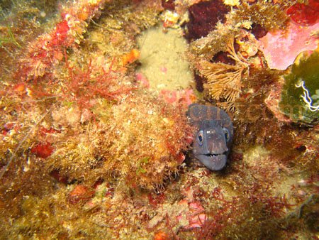 moray