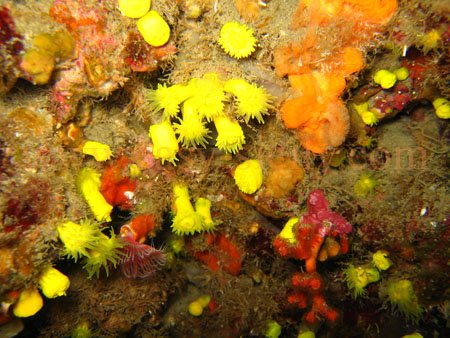 taormina_seabed