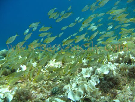 taormina_seabed10