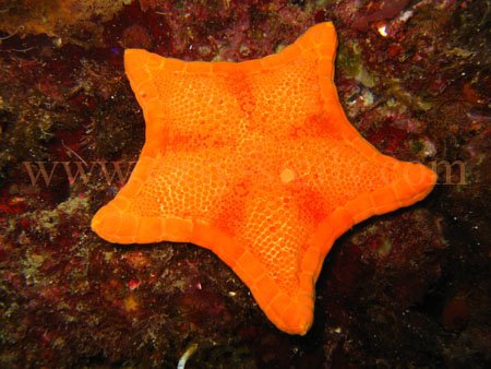 taormina_seabed11