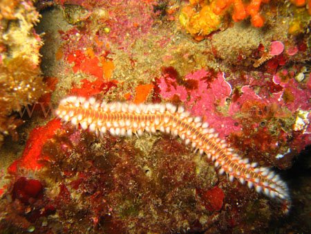 taormina_seabed12