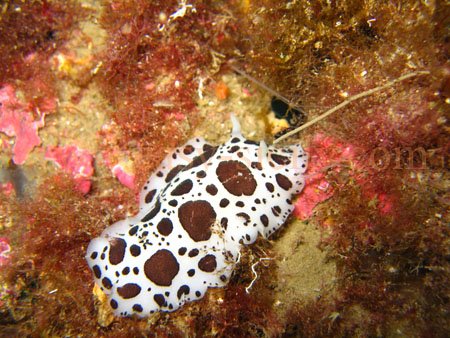 taormina_seabed13