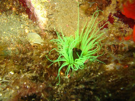 taormina_seabed15