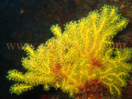 taormina_seabed16