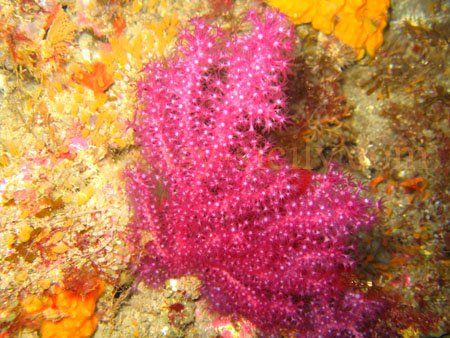 taormina_seabed17