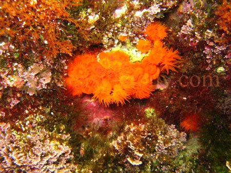 taormina_seabed18
