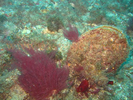 taormina_seabed19