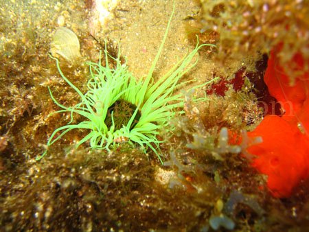 taormina_seabed2