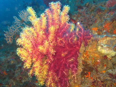 taormina_seabed3