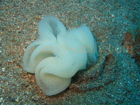 taormina_seabed4