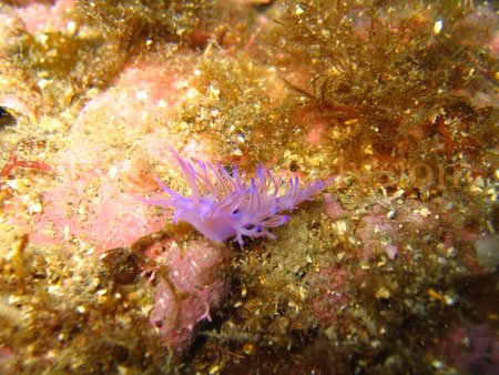 taormina_seabed5