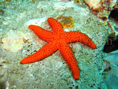 taormina_seabed6