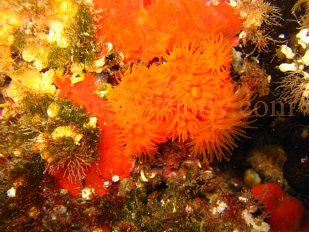 taormina_seabed8
