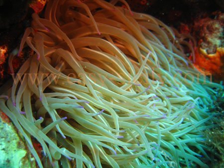 taormina_seabed9