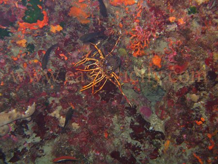 taormina_seabed_fauna