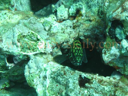 taormina_seabed_fauna3