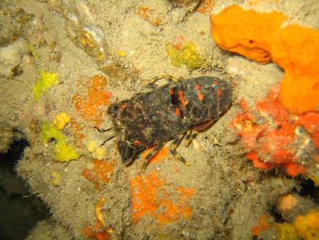 taormina_seabed_fauna_2