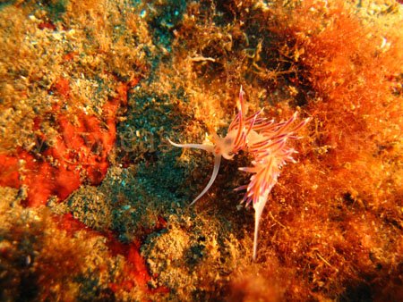 taormina_seabed_taormina_seabed14