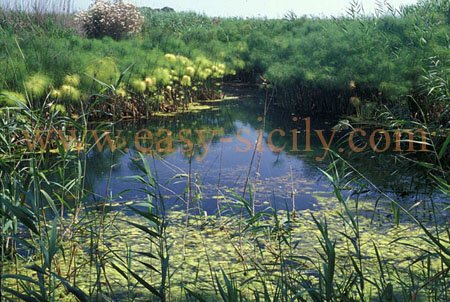 ciane_river_2