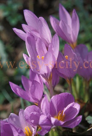 nature_beauties