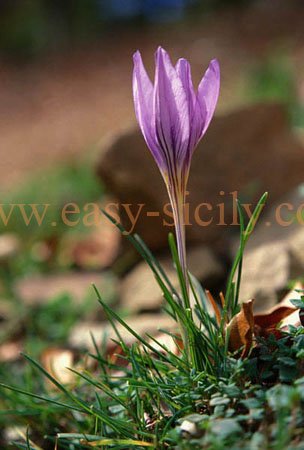 nature_beauties_2