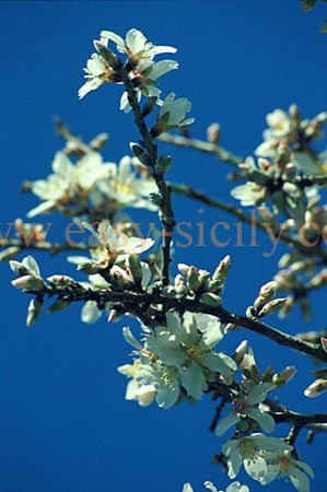 nature_beauties_3