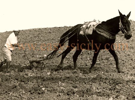 ploughing_by_mule